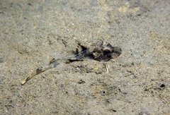 Chelidonichthys lucerna