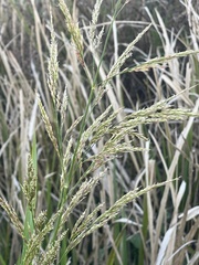 Zizaniopsis miliacea