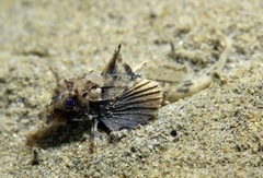 Chelidonichthys lucerna