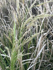 Zizaniopsis miliacea