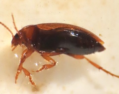 Hydroporinae