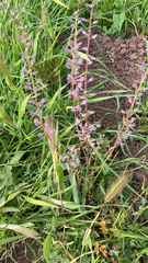 Lepidium nitidum