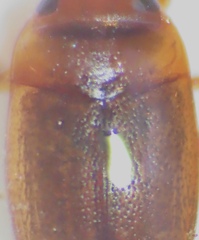 Hydroporinae
