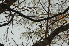 Polioptila albiloris