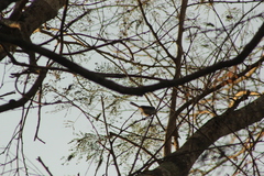 Polioptila albiloris