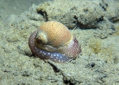 Naticarius stercusmuscarum