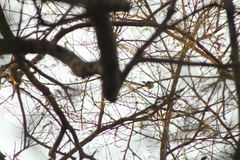 Polioptila albiloris