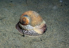 Naticarius stercusmuscarum