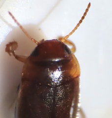 Hydroporinae