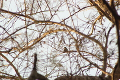 Polioptila albiloris