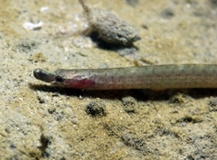 Nerophis lumbriciformis