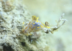 Polycera quadrilineata