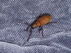 Myllocerina