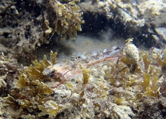 Pomatoschistus pictus