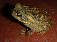 Rhinella horribilis