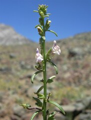 Sairocarpus kingii