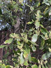 Heteromeles arbutifolia