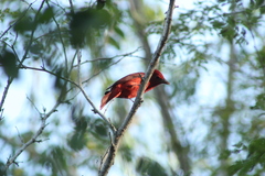 Piranga rubra