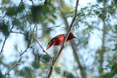 Piranga rubra