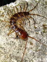 Lithobius variegatus rubriceps