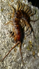 Lithobius variegatus rubriceps