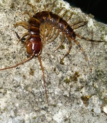 Lithobius variegatus rubriceps