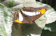 Adelpha serpa