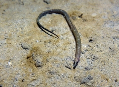 Nerophis lumbriciformis