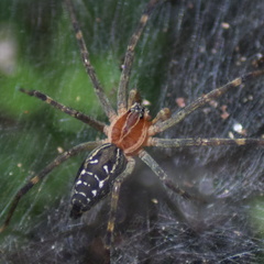 Aglaoctenus castaneus