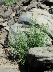 Sairocarpus kingii