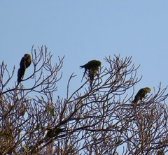 Amazona leucocephala