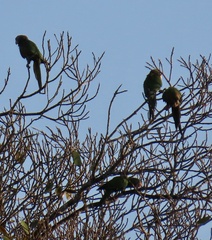Amazona leucocephala