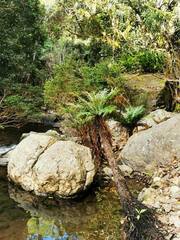 Blechnum gibbum