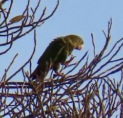 Amazona leucocephala