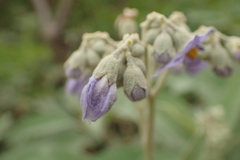 Solanum granulosoleprosum