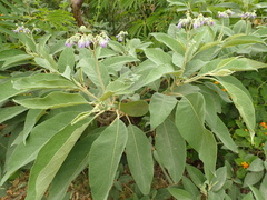 Solanum granulosoleprosum