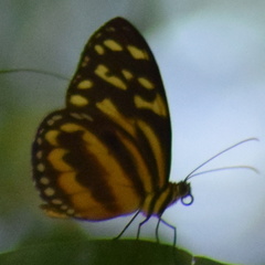 Tithorea harmonia