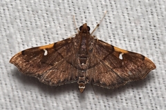 Coenostolopsis