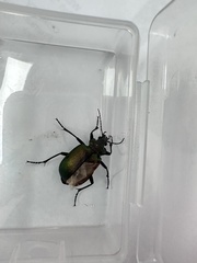 Calosoma