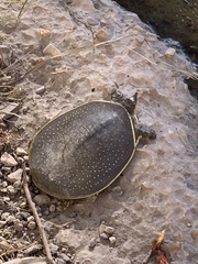 Apalone spinifera guadalupensis