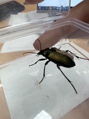 Calosoma