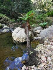 Blechnum gibbum