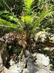 Blechnum gibbum
