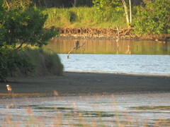 Phalacrocorax sulcirostris