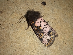 Xanthopastis timais