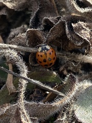 Harmonia axyridis