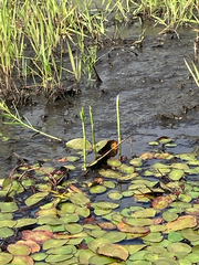 Dulichium arundinaceum