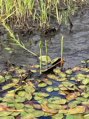 Dulichium arundinaceum