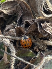 Harmonia axyridis