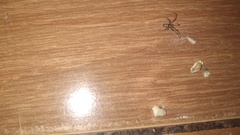 Steatoda castanea